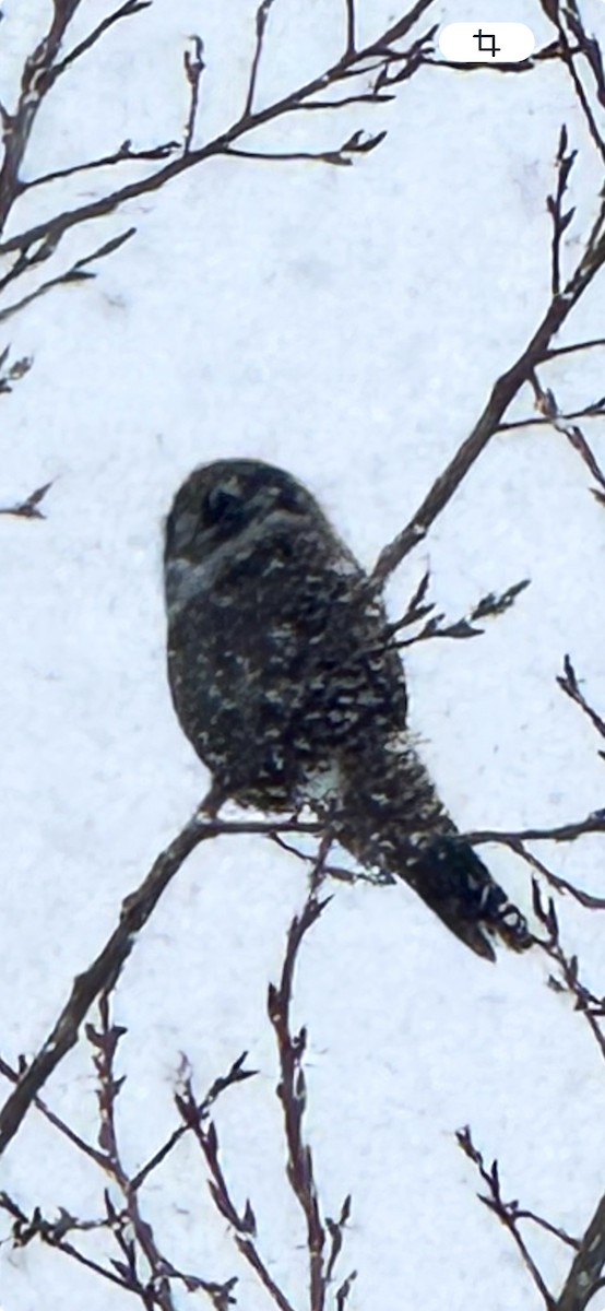 Northern Hawk Owl - ML645346524