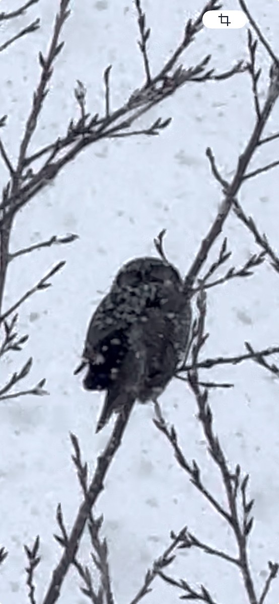 Northern Hawk Owl - ML645346525