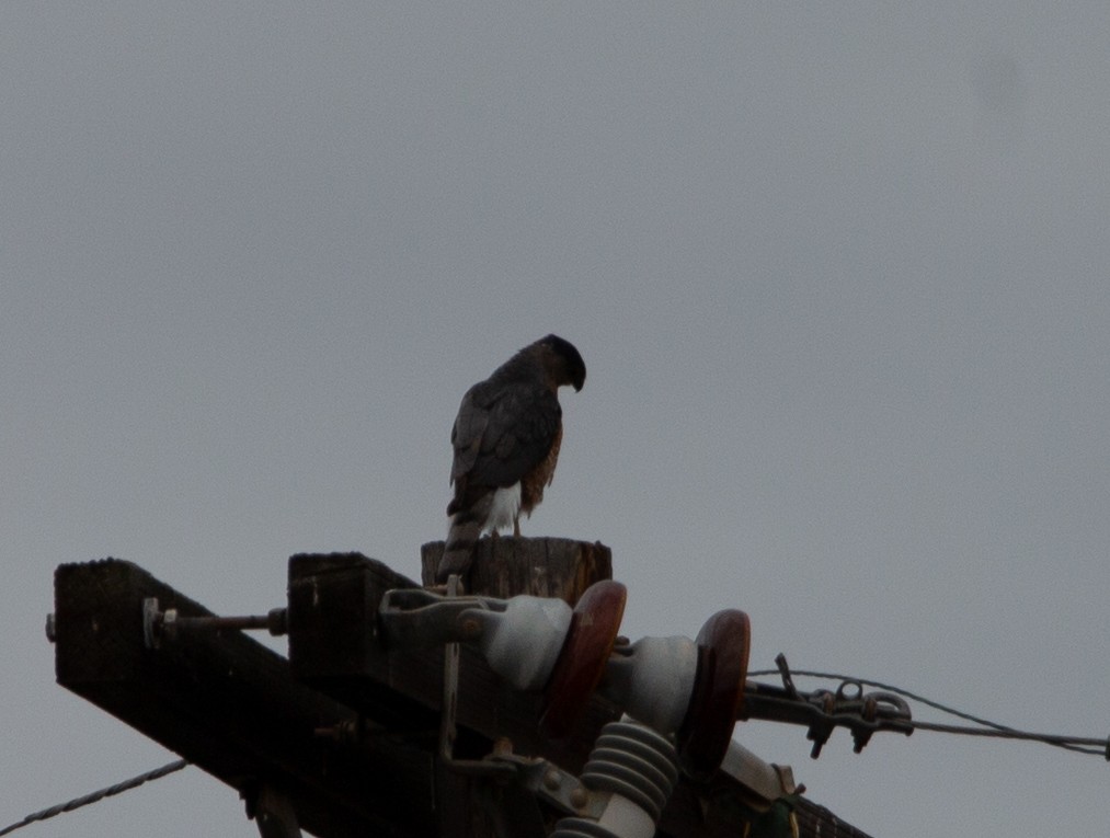 Cooper's Hawk - ML645346563