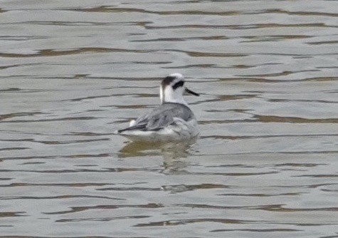 Red Phalarope - ML645346566