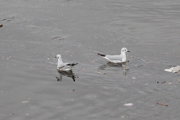 Bonaparte's Gull - ML645346570