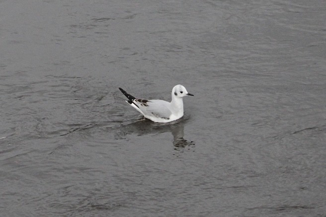 Bonaparte's Gull - ML645346571