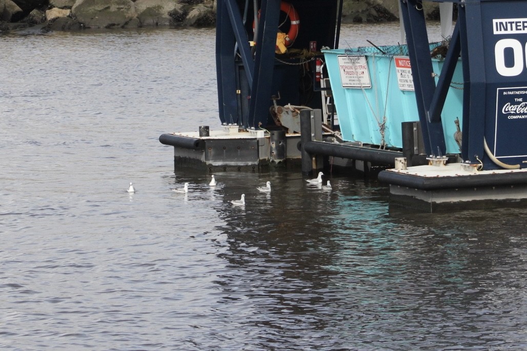Bonaparte's Gull - ML645346572