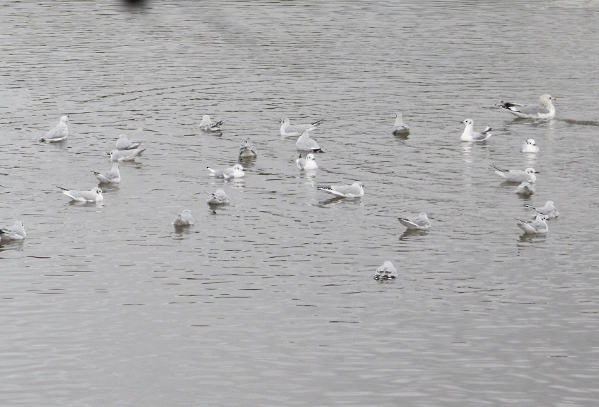 Bonaparte's Gull - ML645346573