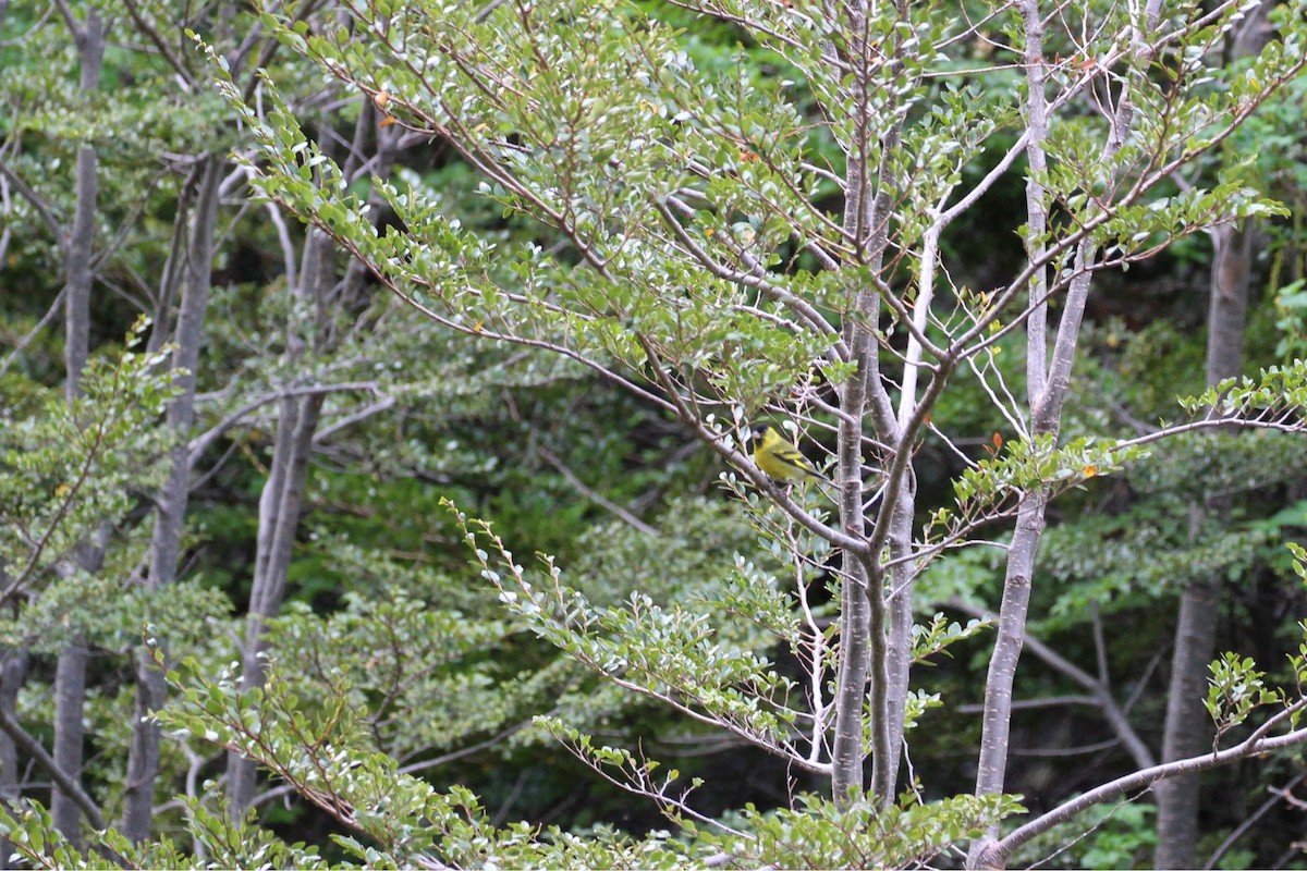 čížek vousatý - ML645346575