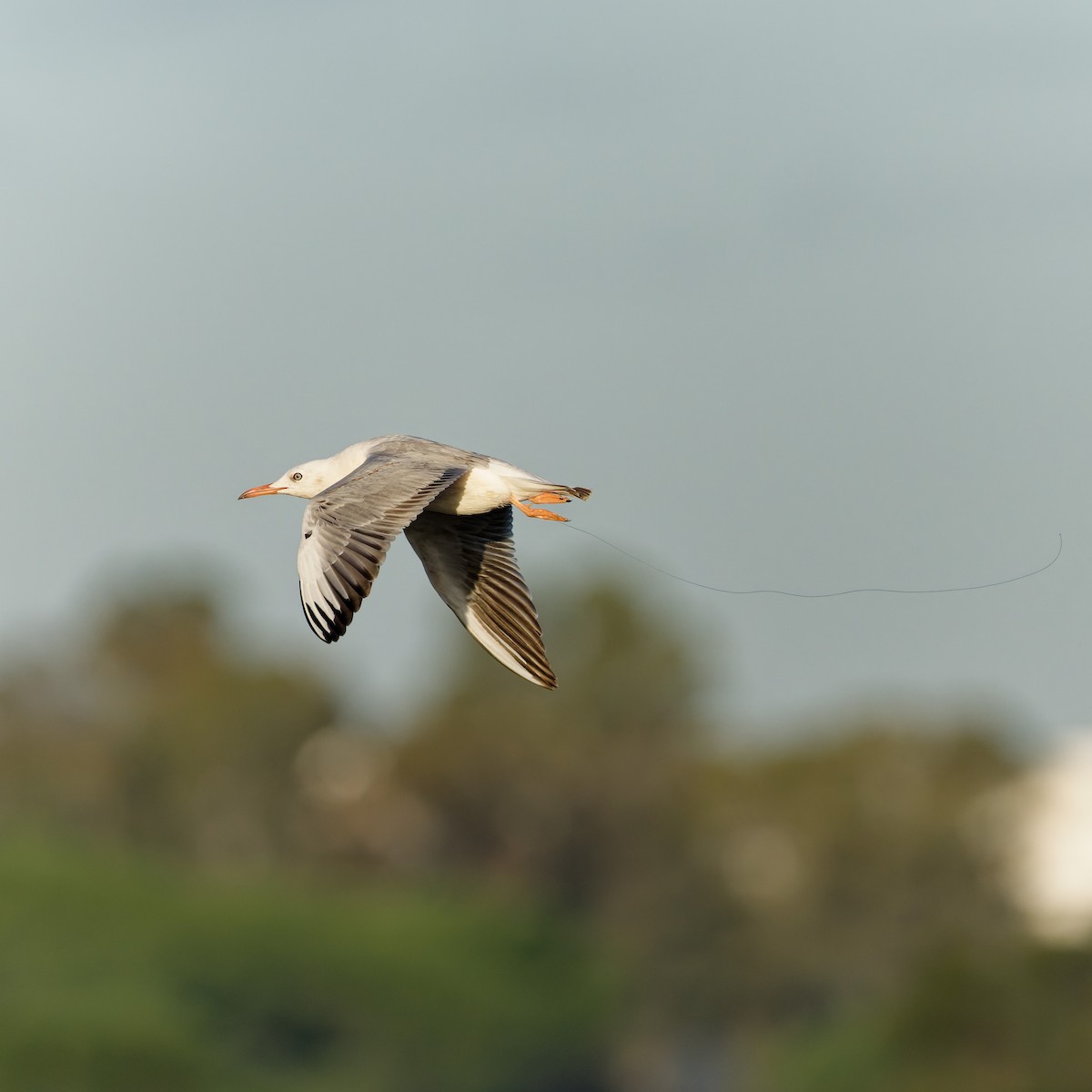 Slender-billed Gull - ML645346593