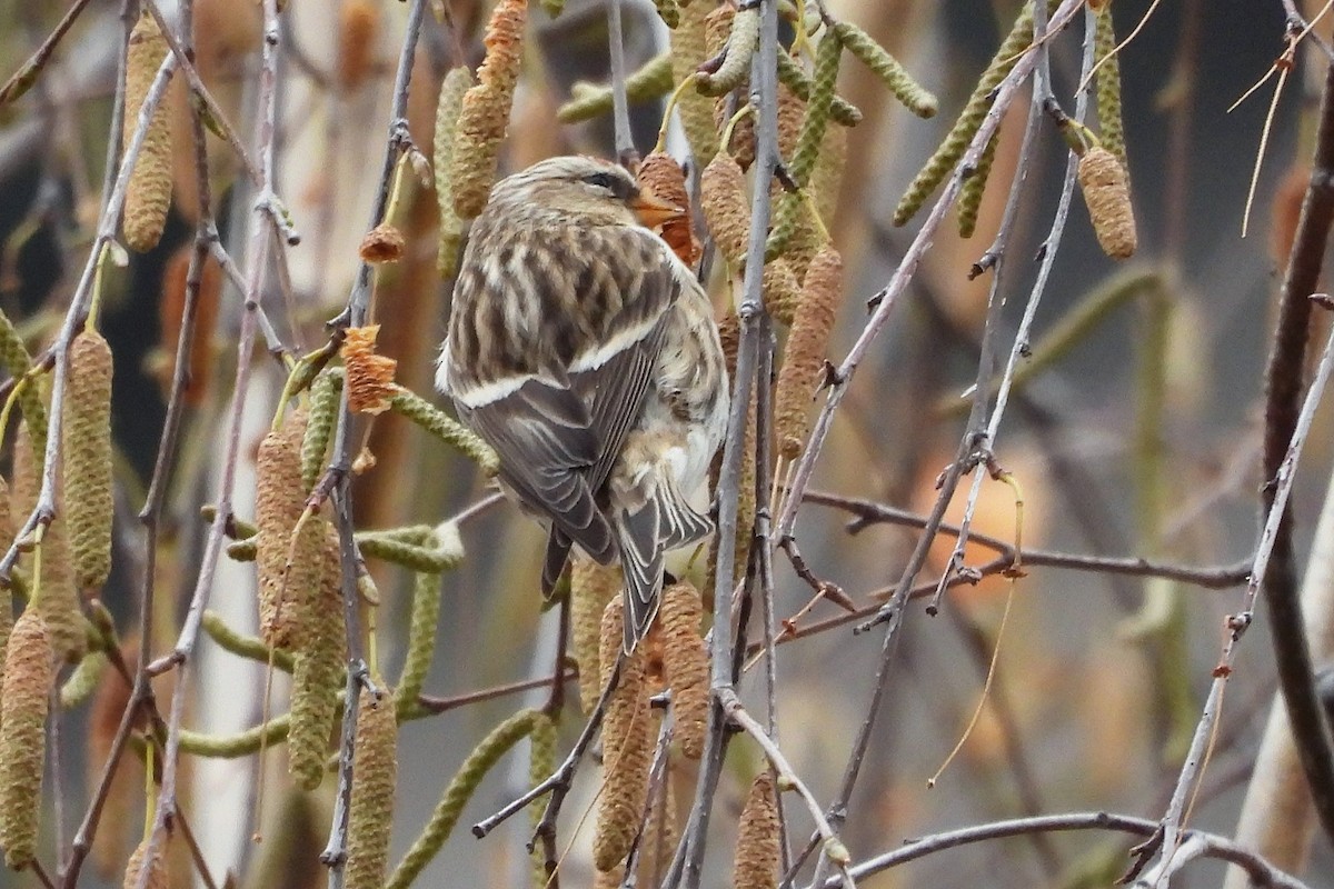 Pardillo Sizerín (alpino) - ML645346603