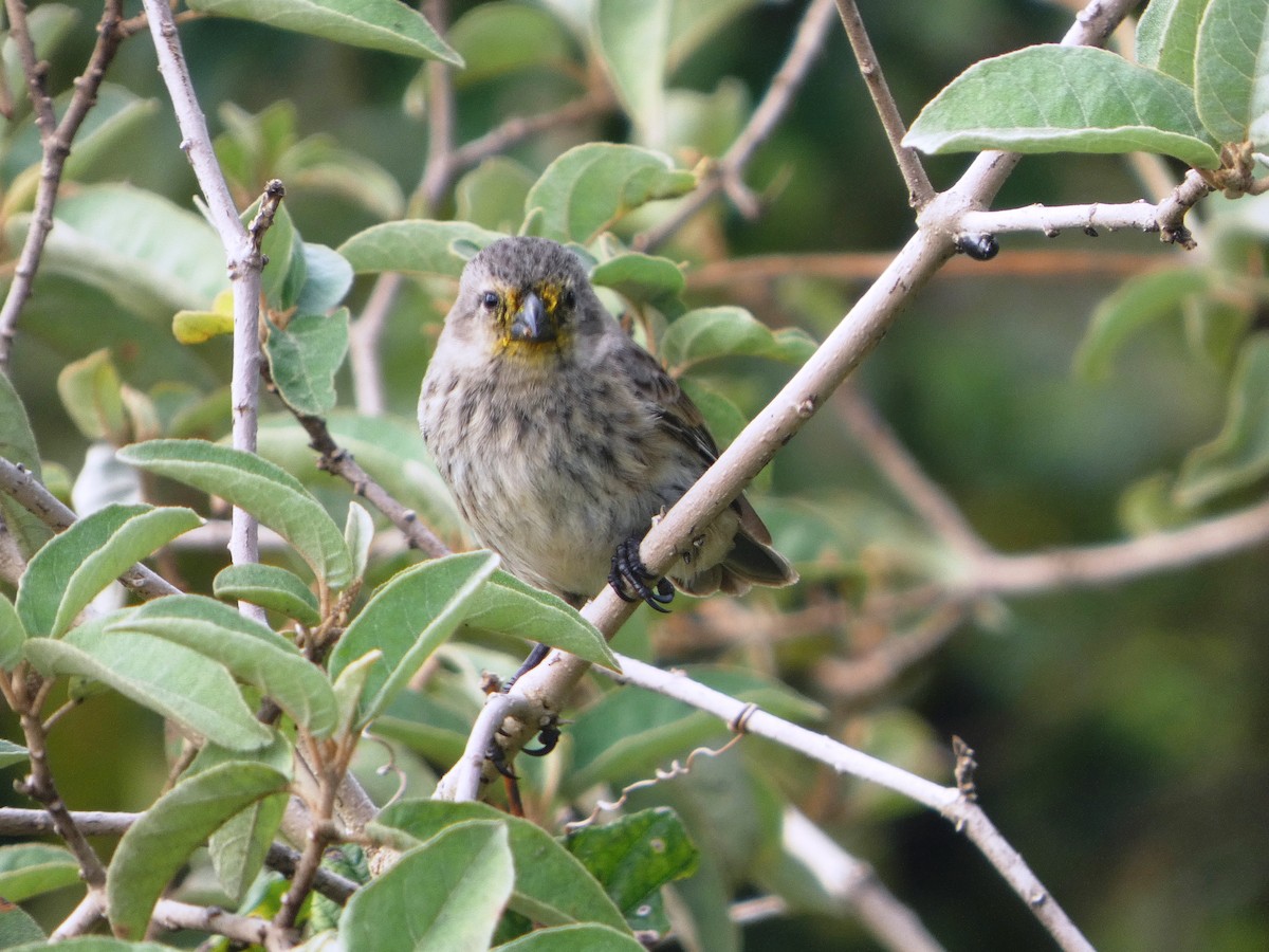 Small Tree-Finch - ML645346606