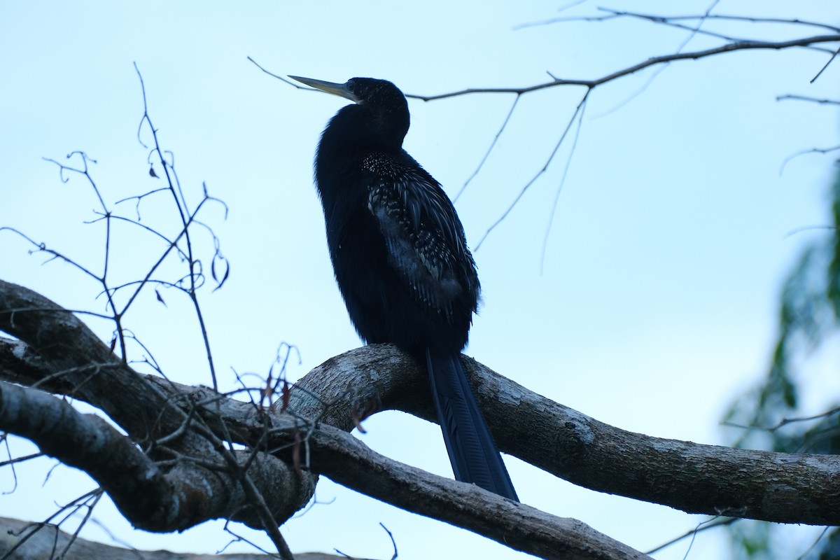 anhinga americká - ML645346618