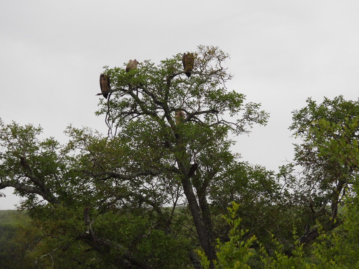 White-backed Vulture - ML645346622