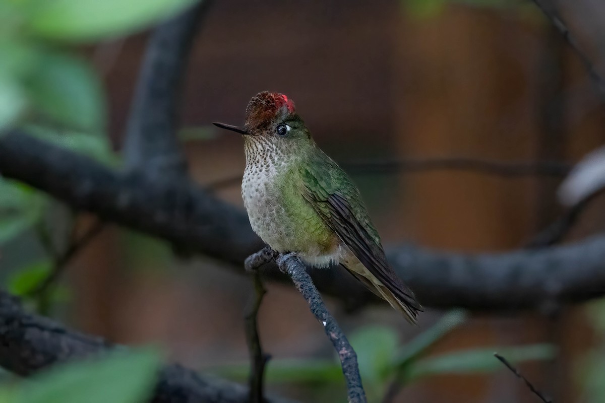 ベニイタダキハチドリ - ML645346639