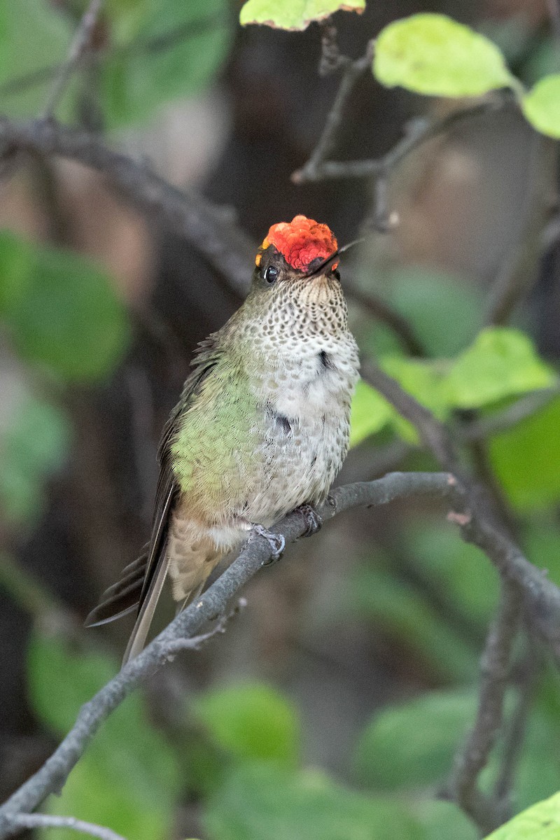 ベニイタダキハチドリ - ML645346640