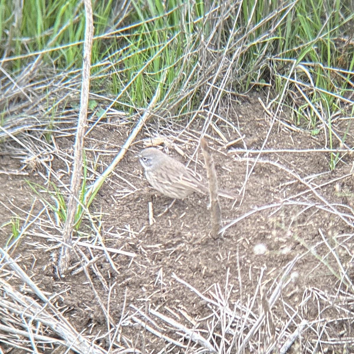 Sagebrush Sparrow - ML645346649