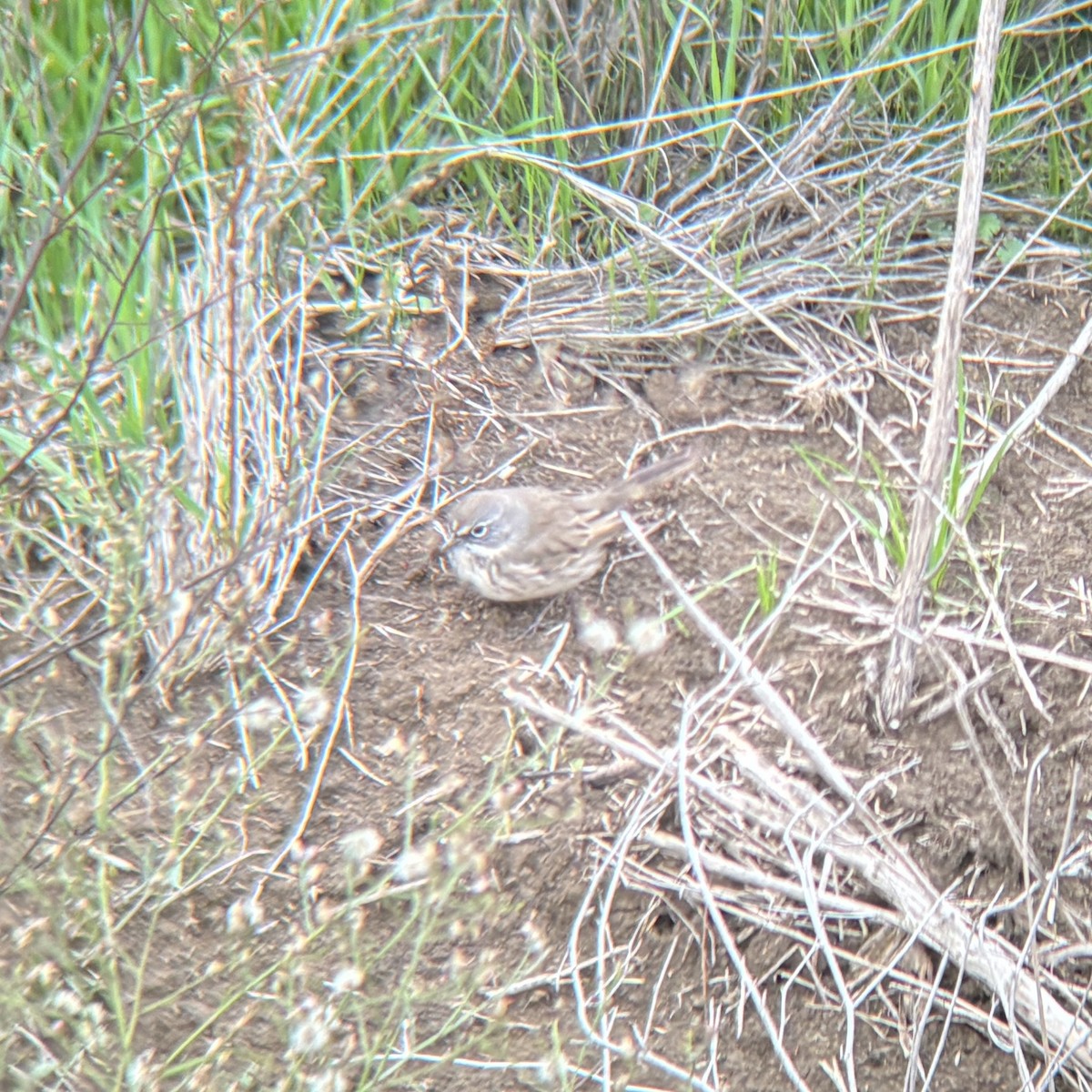 Sagebrush Sparrow - ML645346650