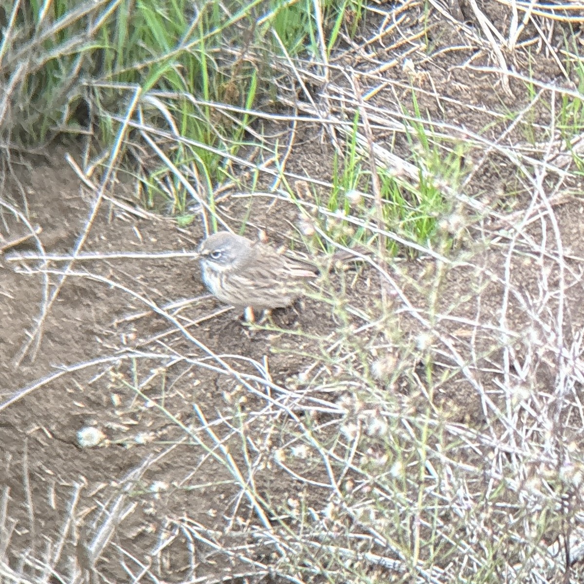 Sagebrush Sparrow - ML645346651