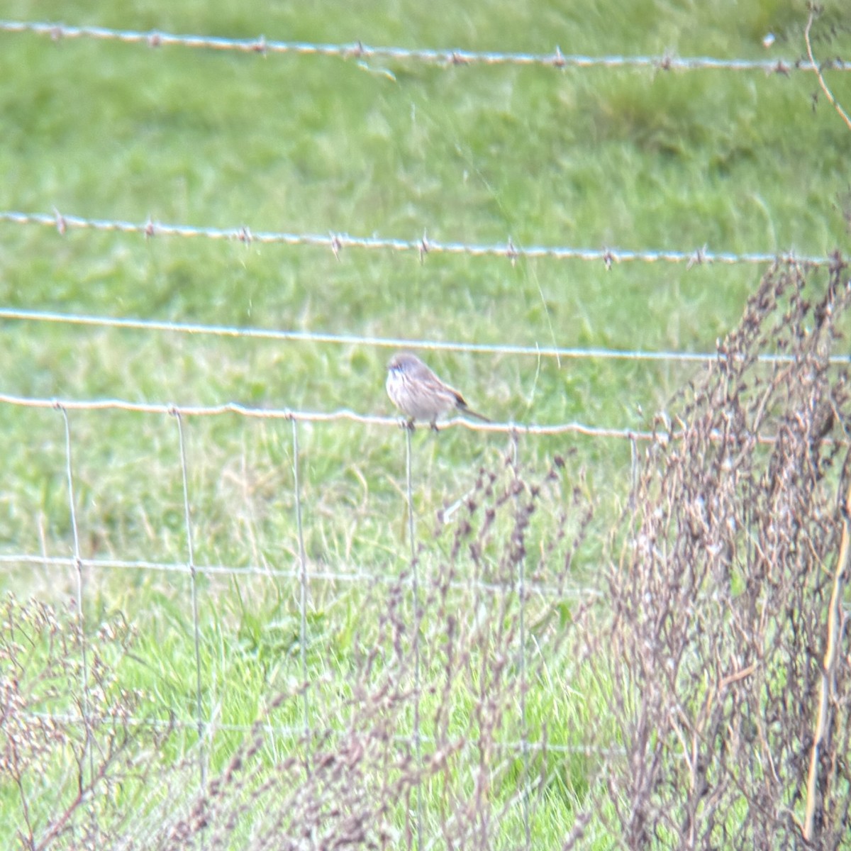 Sagebrush Sparrow - ML645346652