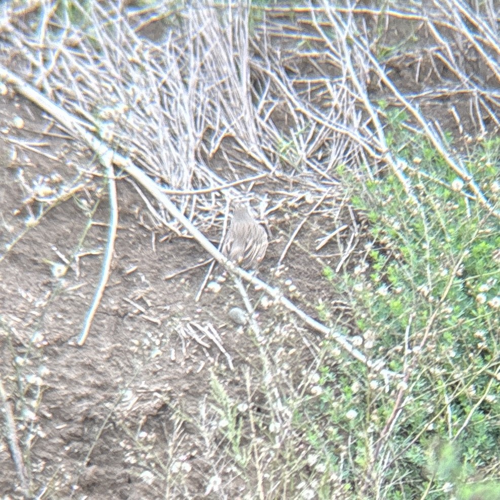 Sagebrush Sparrow - ML645346653
