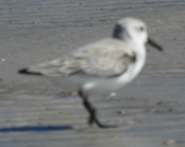 Sanderling - ML645346657