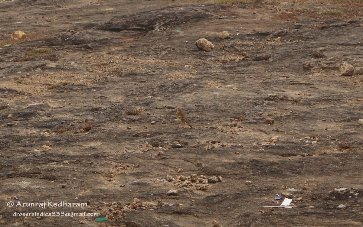 Paddyfield Pipit - ML645346666