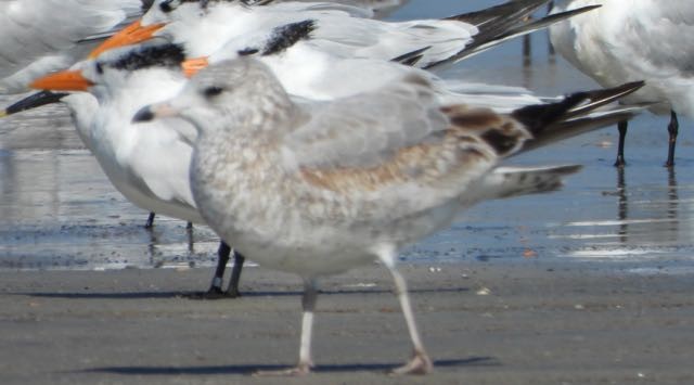 Ring-billed Gull - ML645346676