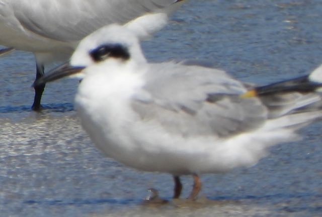 Forster's Tern - ML645346686