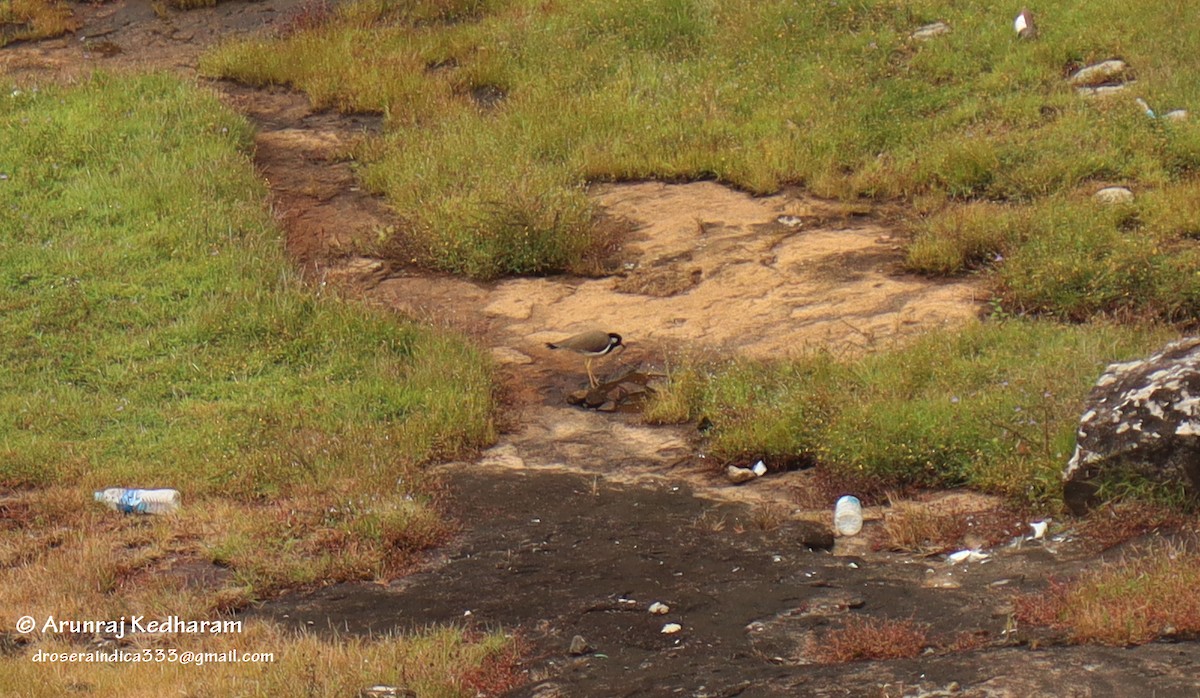 Red-wattled Lapwing - ML645346687