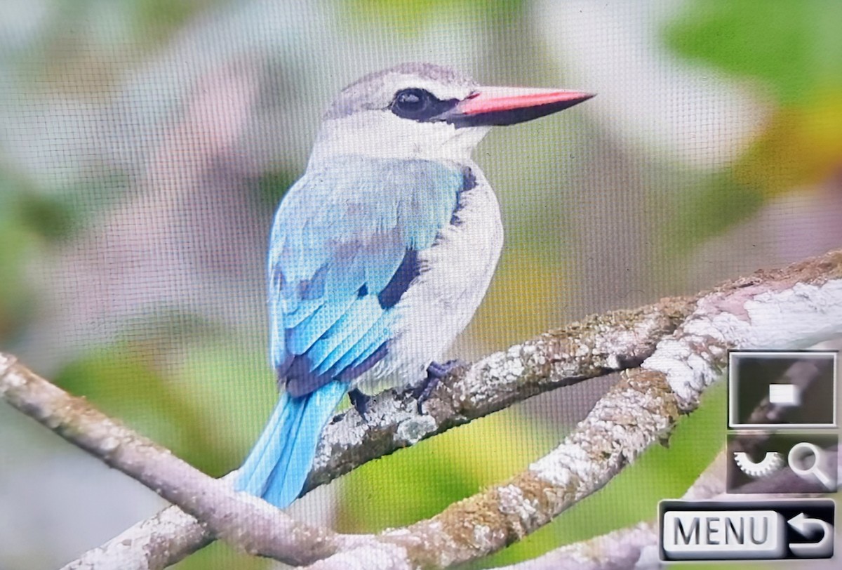 Woodland Kingfisher - ML645346688