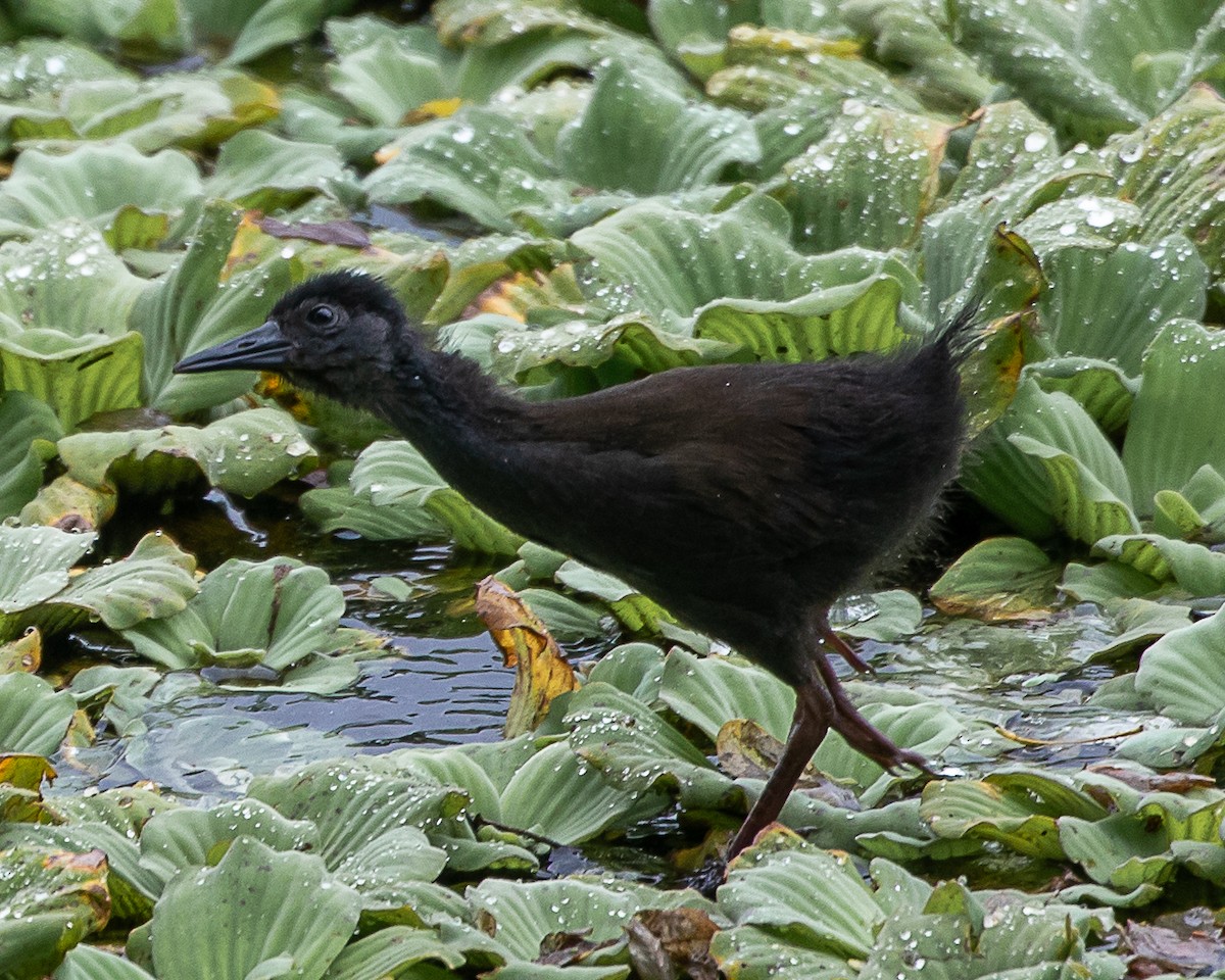 Пастушок світлогорлий - ML645346698