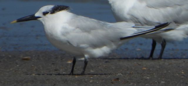 Sandwich Tern - ML645346703