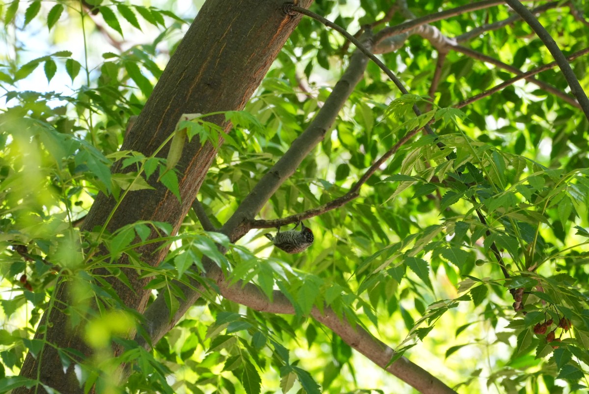 Carpinterito Variable - ML645346719