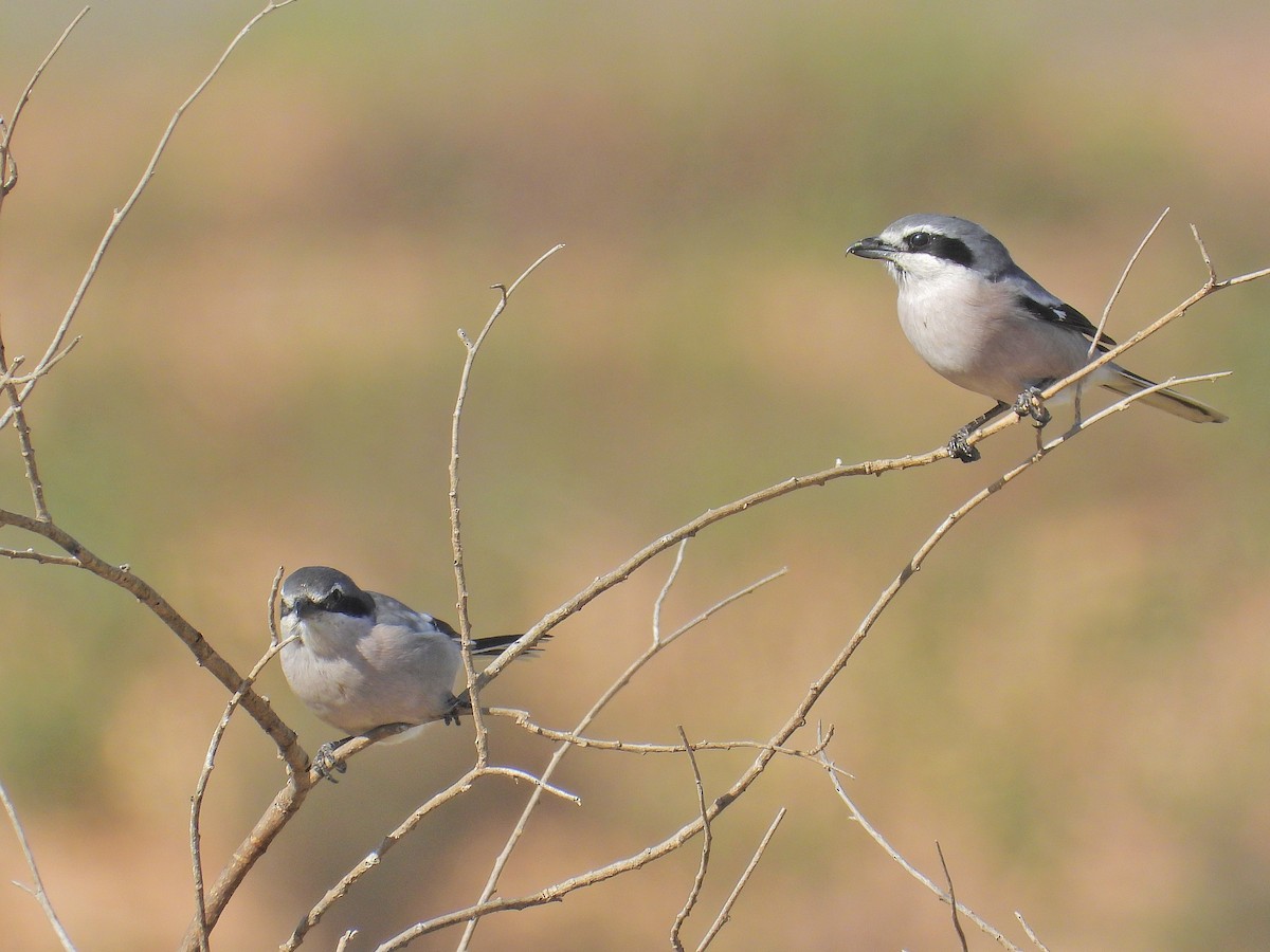 Iberian Gray Shrike - ML645346720