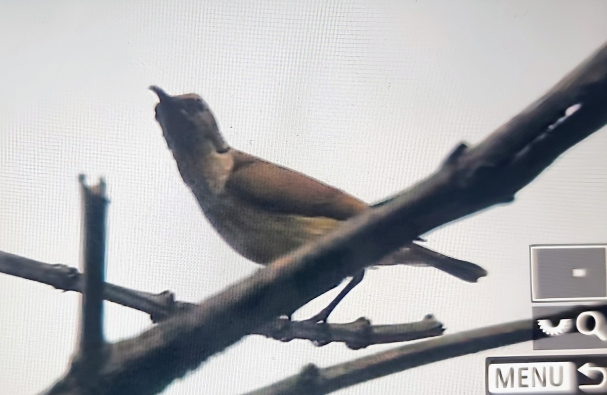 Souimanga d'Adelbert - ML645346721