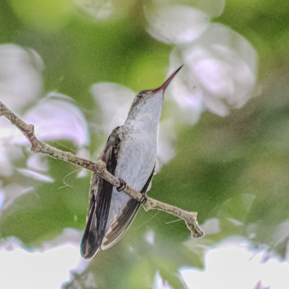 White-bellied Emerald - ML645346739