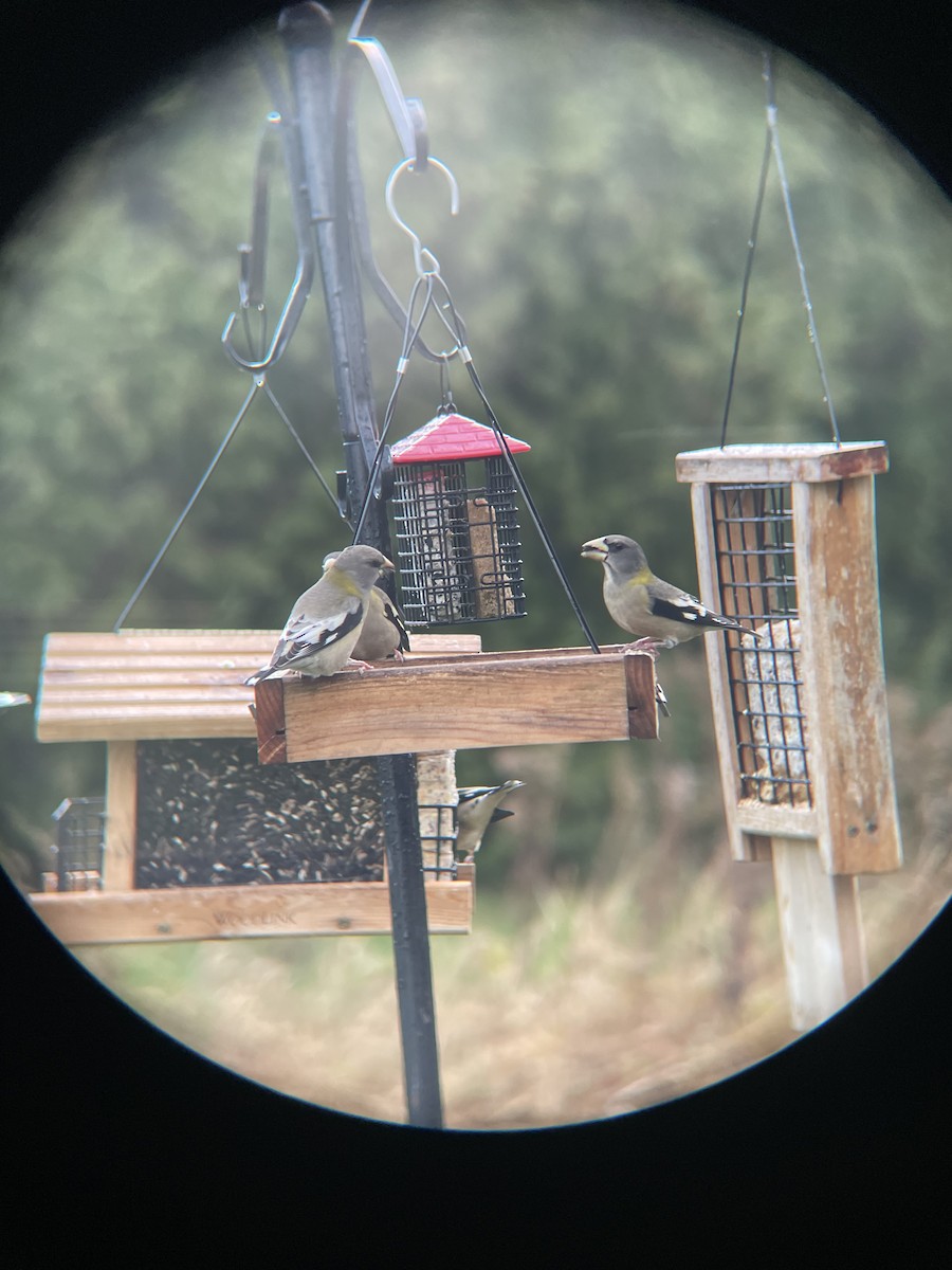 Evening Grosbeak - ML645346750