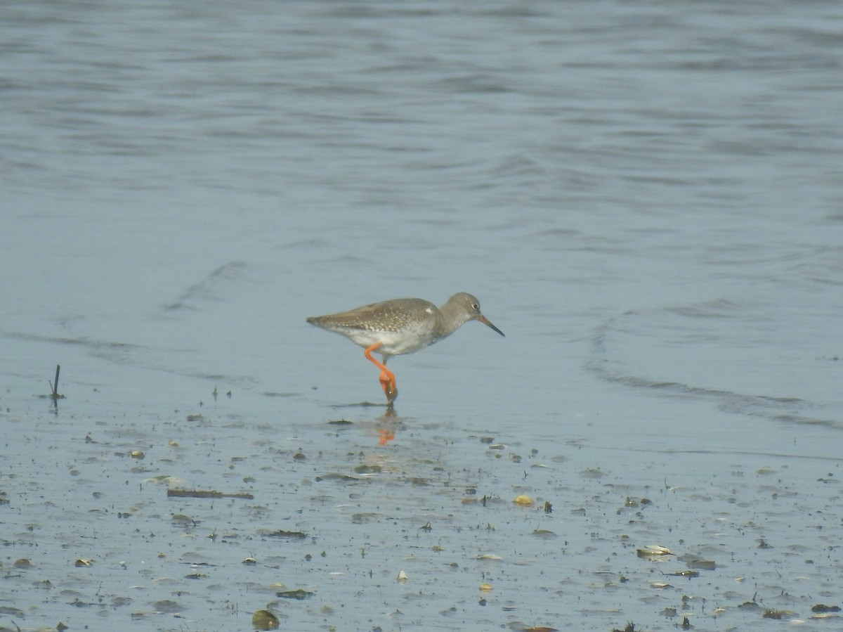 アカアシシギ - ML645346751