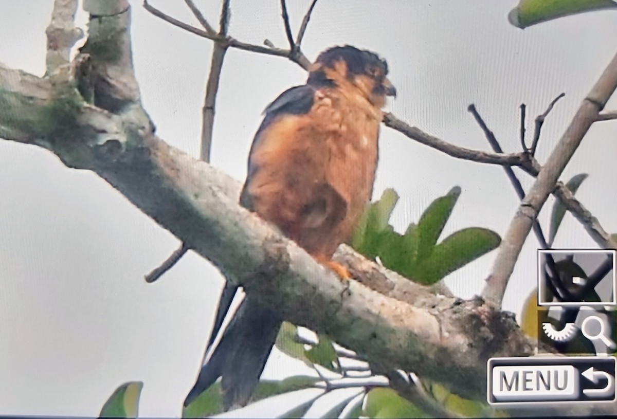 Afrikabaumfalke - ML645346752