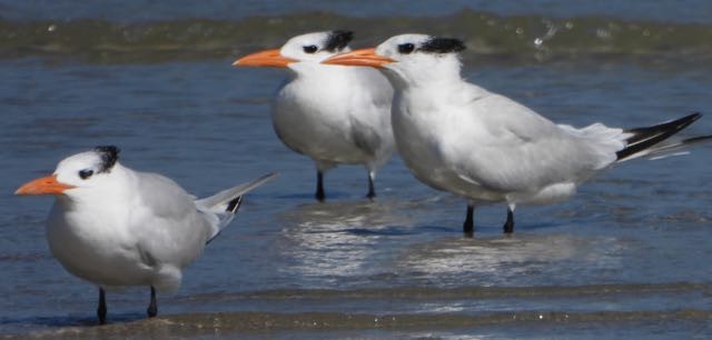 Royal Tern - ML645346757