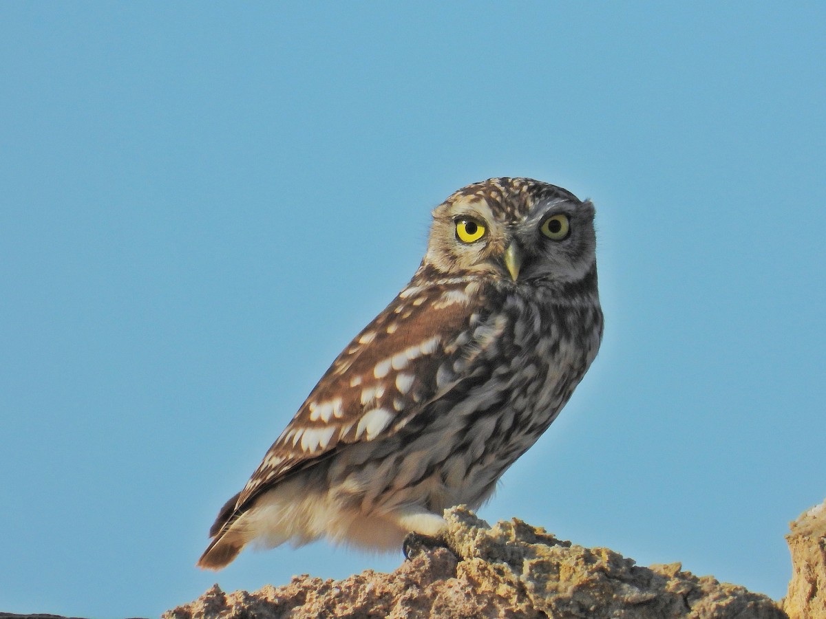 Little Owl - ML645346759