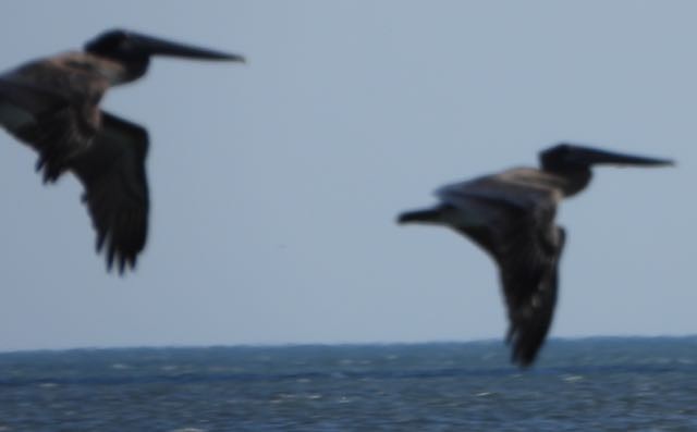 Brown Pelican - ML645346767