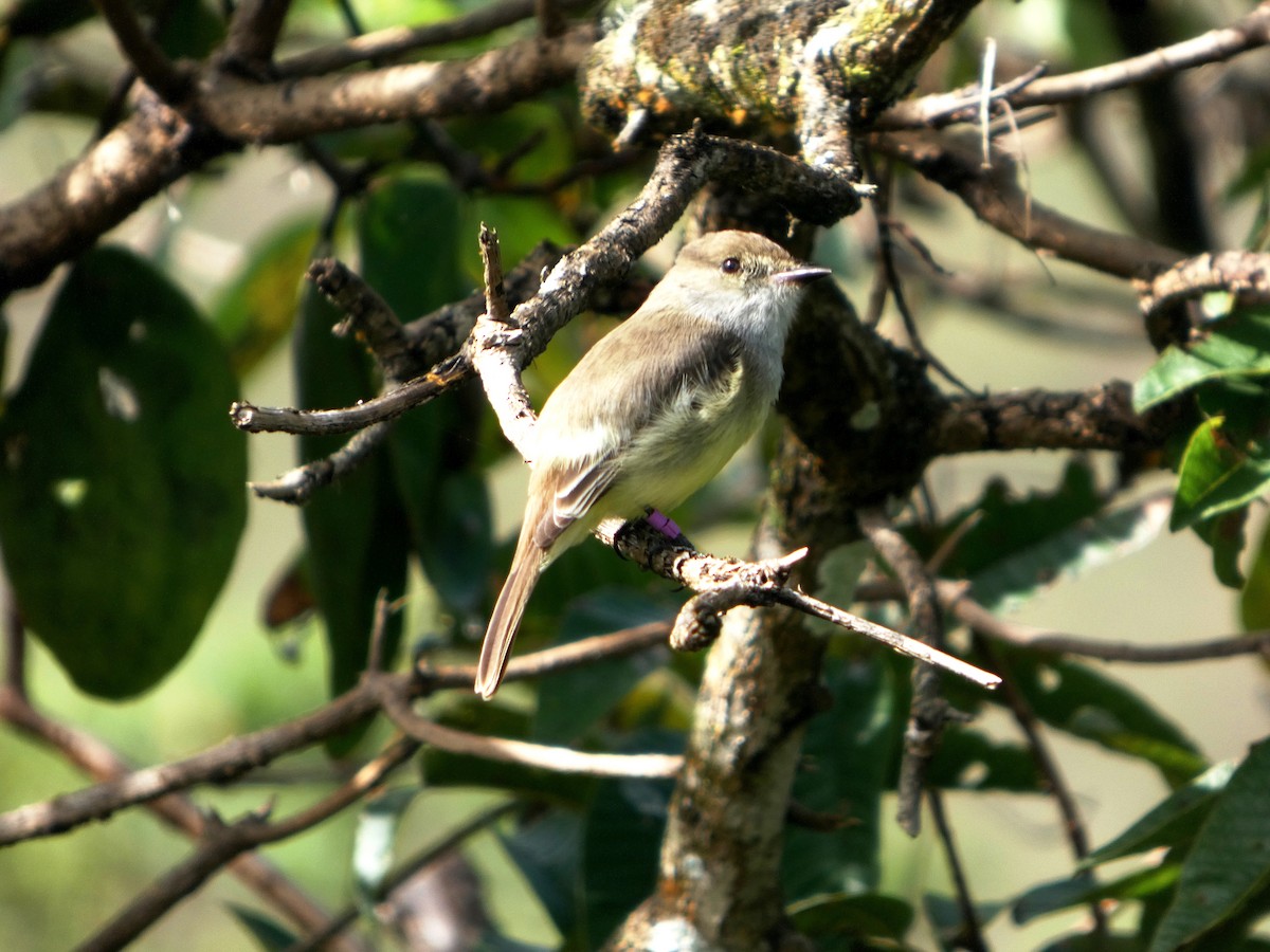 Galapagos Flycatcher - ML645346778
