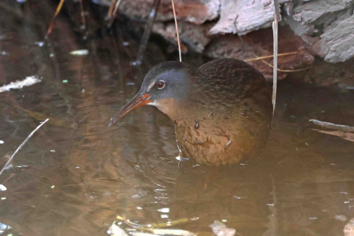 Virginia Rail - ML645346803