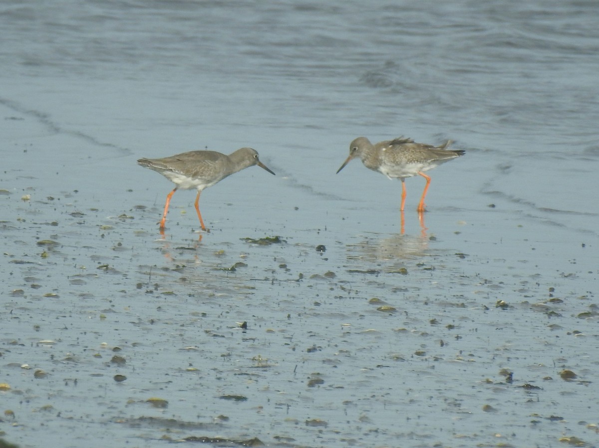 アカアシシギ - ML645346812