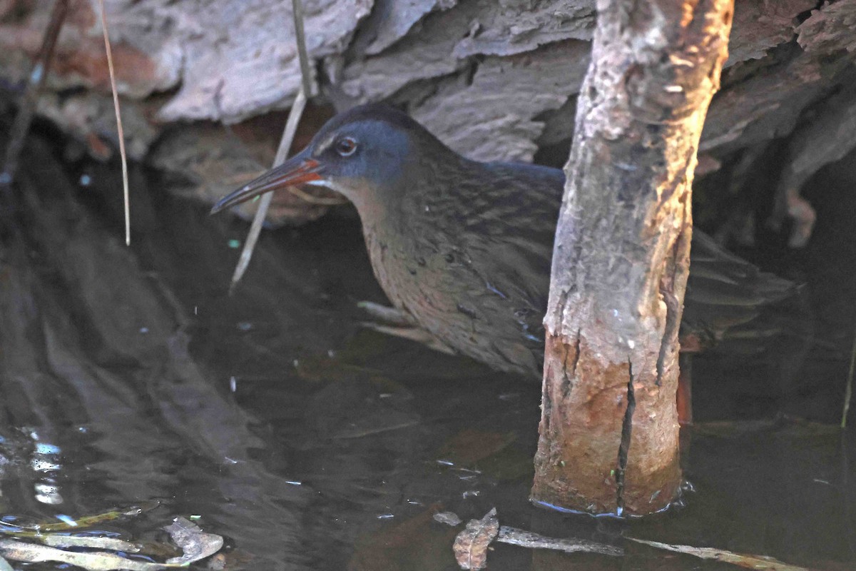 Virginia Rail - ML645346813