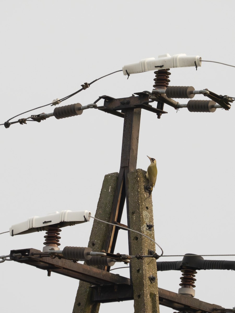 נקר ירוק - ML645346814