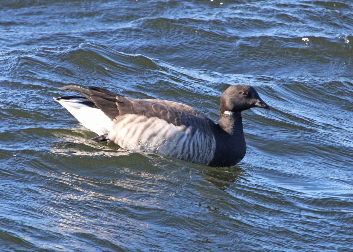 berneška tmavá - ML645346819