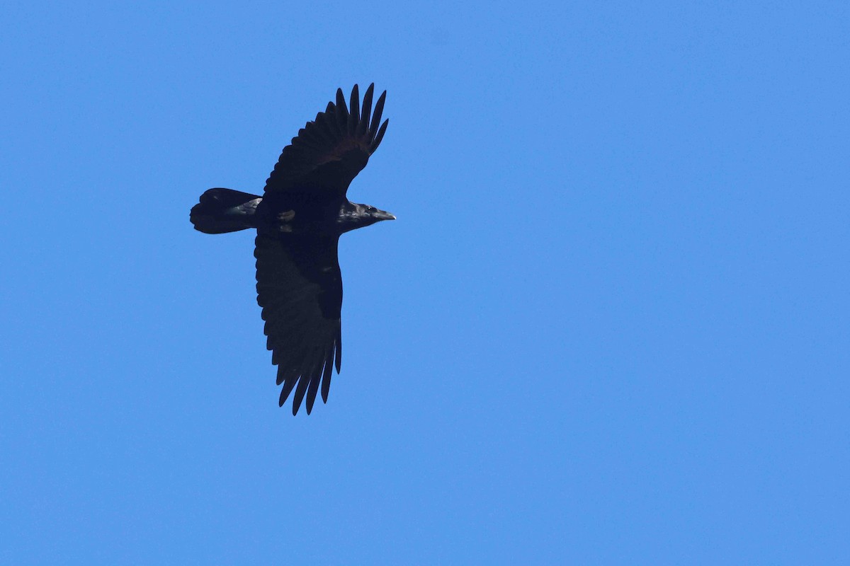 Chihuahuan Raven - ML645346828