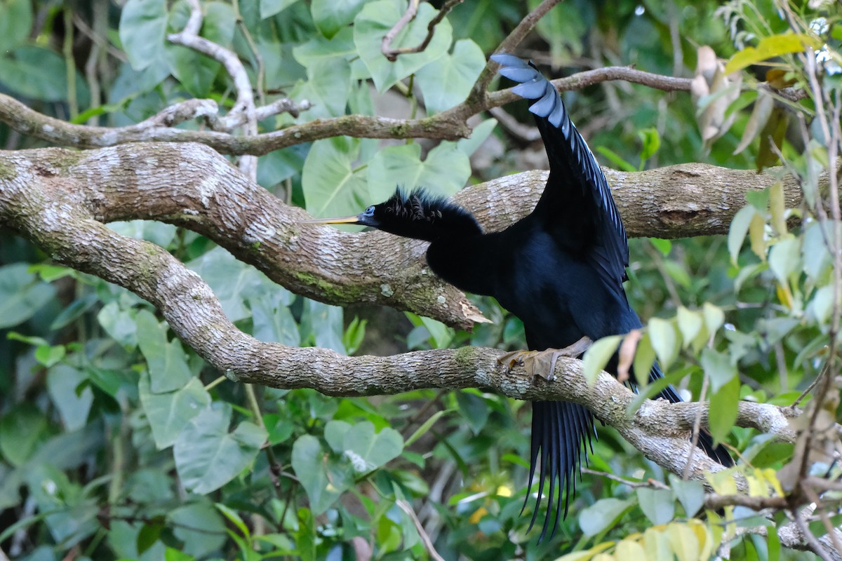 anhinga americká - ML645346831