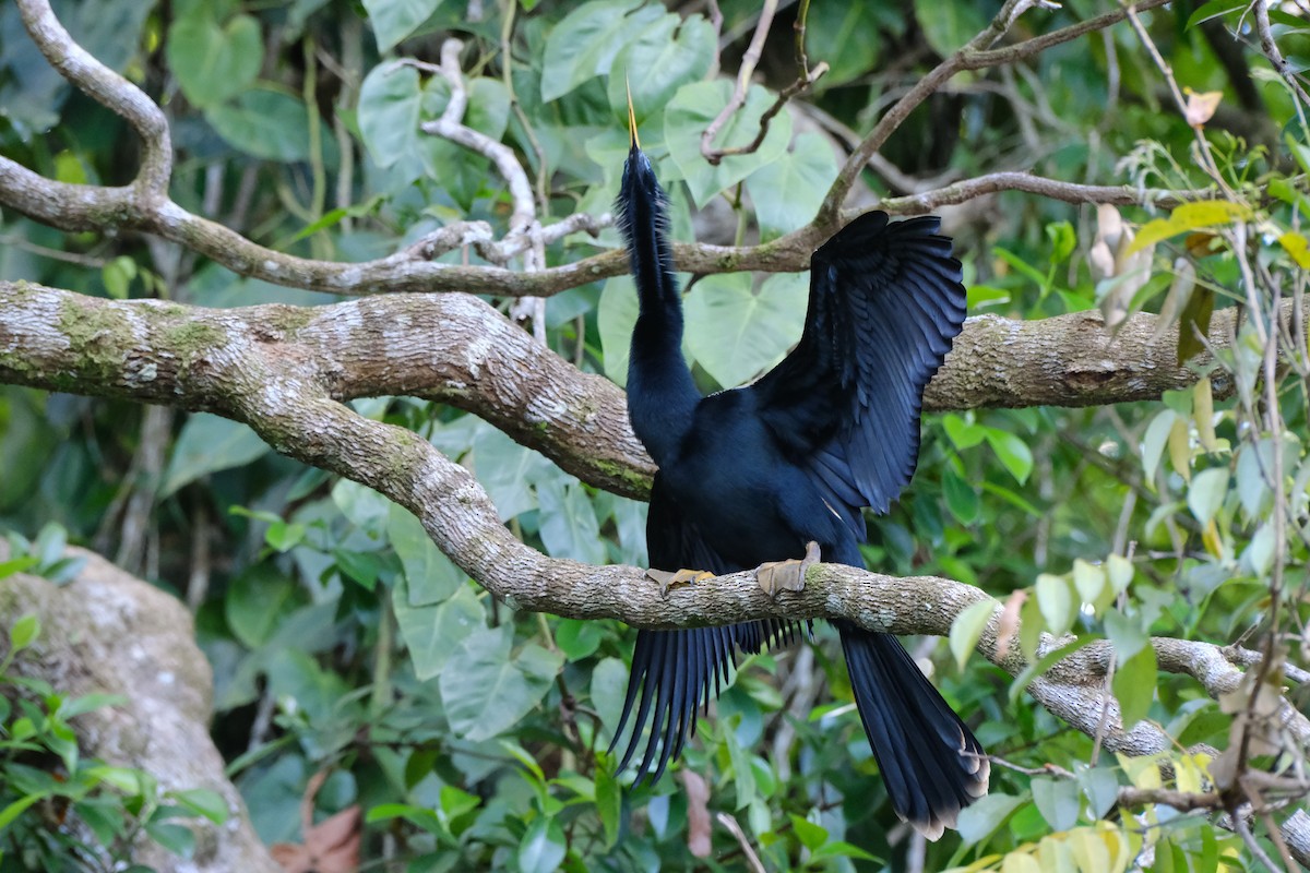 anhinga americká - ML645346832