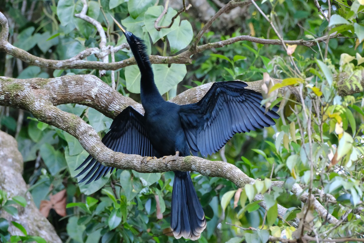 anhinga americká - ML645346833