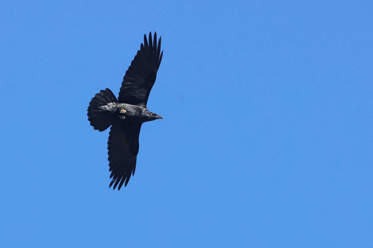 Chihuahuan Raven - ML645346836
